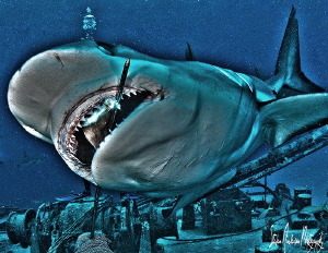 A little fun with HDR and a lot of shark feeding. This im... by Steven Anderson 